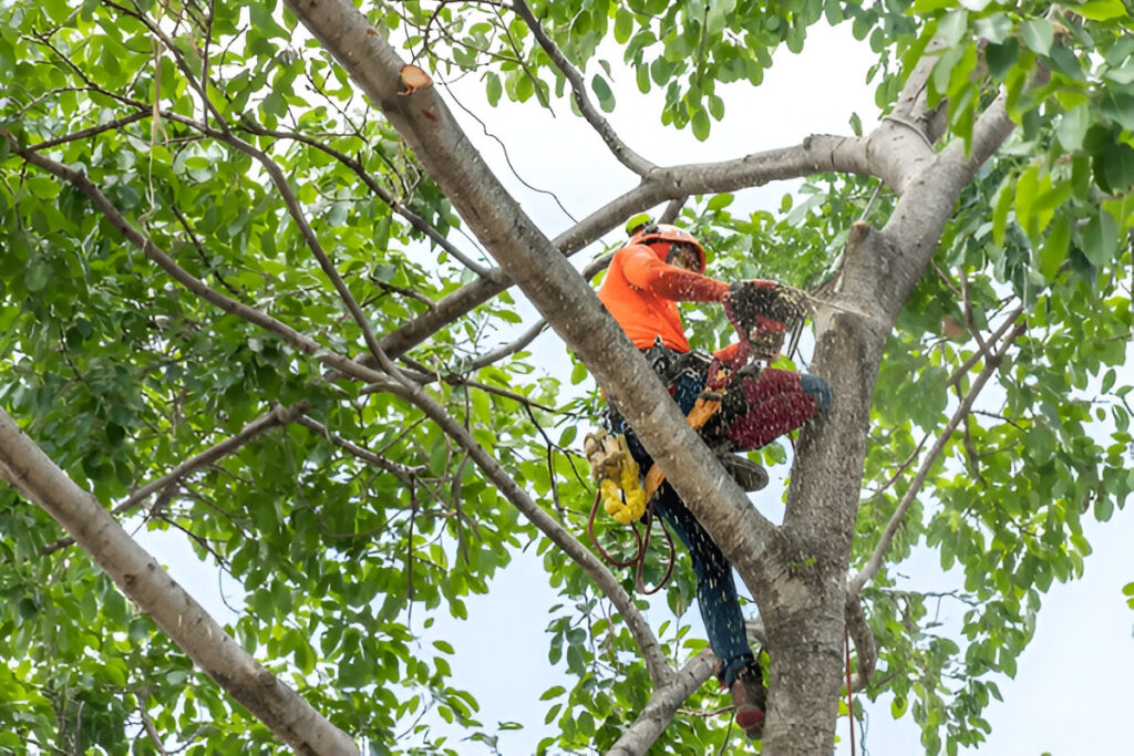 Tree Services